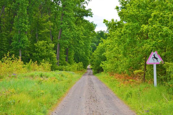 У лісах Черкащини почали відновлювати дороги