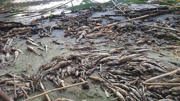 Стало відомо, чому береги Черкащини встелені мертвою рибою
