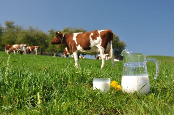 На Черкащині корова дала рекордну кількість молока
