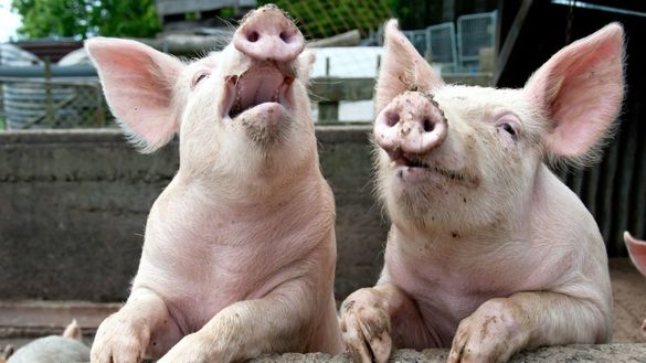 Через випадок АЧС у Черкаській області заборонили торгівлю живими свинями та свининою