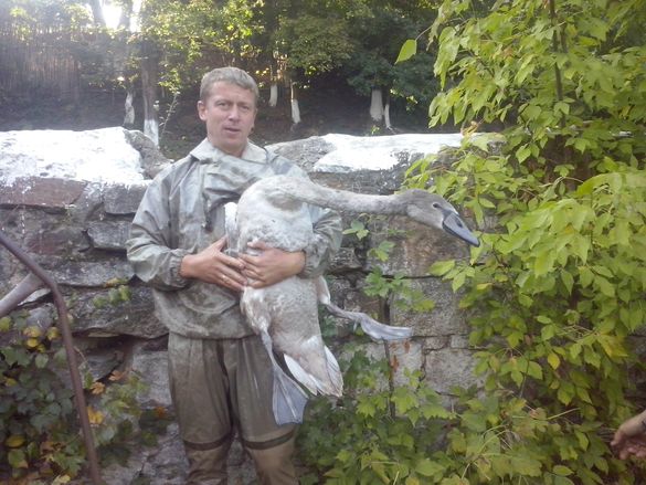 На Черкащині врятували лебедя (ФОТО)