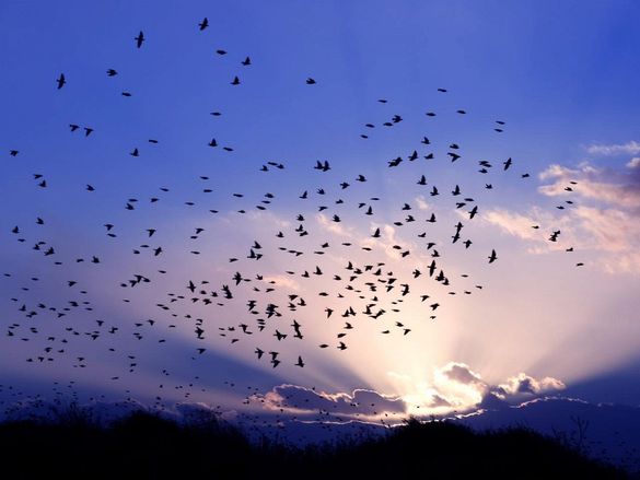Над черкаським мостом зафіксували масовий переліт птахів (ВІДЕО)