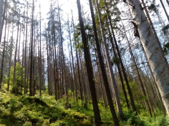 У Черкаській області боротимуться із масштабним всиханням лісів
