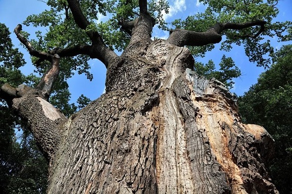 Тисячолітній дуб Залізняка помирає: дерево тяжко хворе