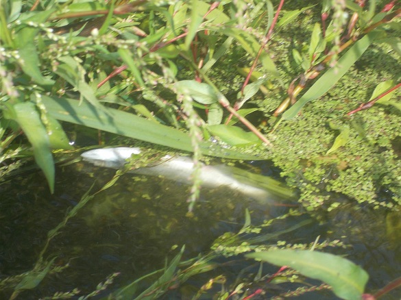 У Черкаській області через отруйні викиди в річках гине риба