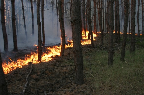На Черкащині грибники спричинили масштабну лісову пожежу (ВІДЕО)