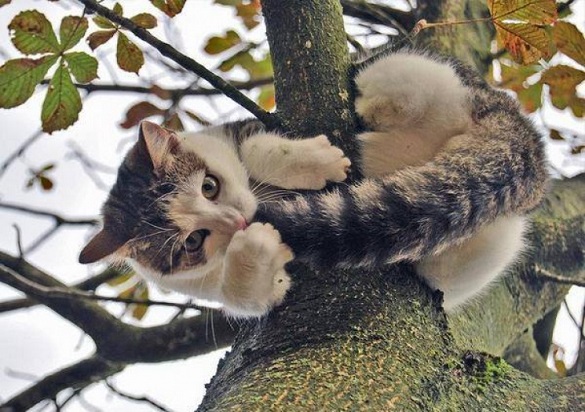 Допомога чотирилапому: як на Черкащині кота від біди рятували