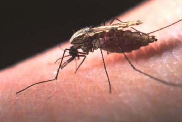 Перший постраждалий: у Черкасах виявили тропічну малярію