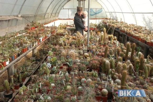 Черкащанин тримає вдома тисячі кактусів (ФОТО)