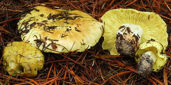 У Черкаській області від отруєння грибами померла дитина