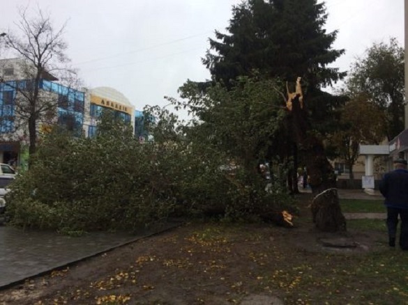 У Черкасах зламане вітром дерево впало на тротуар (фотофакт)