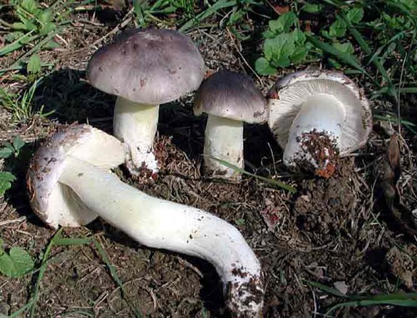 У Черкаській області матір з донькою отруїлися грибами