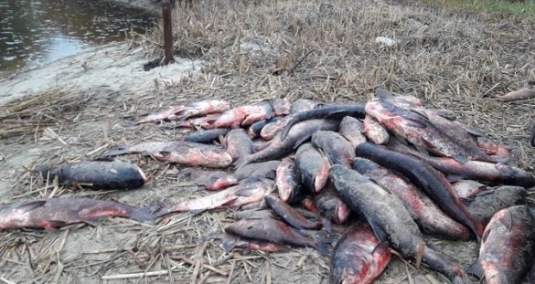 У Черкаській області знайшли вилов браконьєрів (ФОТО)