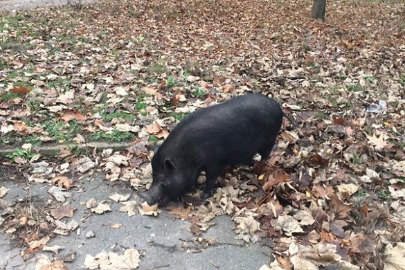 У черкаському мікрорайоні вулицею розгулювала свиня (ФОТО)