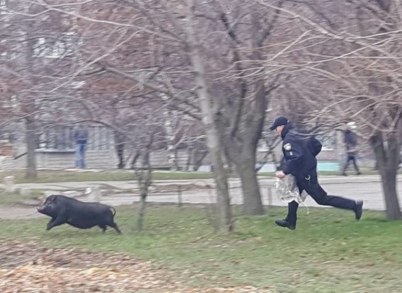 У мережі розмістили відео про те, як патрульні у Черкасах свиню ловили