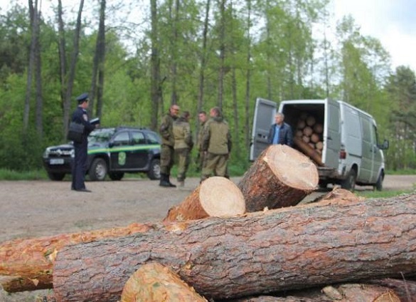 Дозволив вирубати дерева: у Черкаській області сільського голову підозрюють у корупції