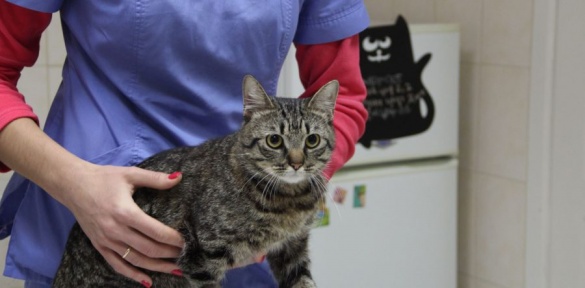 Черкаські лікарі врятували кота від евтаназії