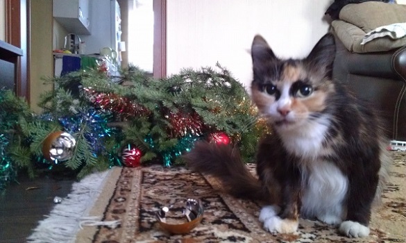 У мережі з’явилася фейкова новина про черкаського кота