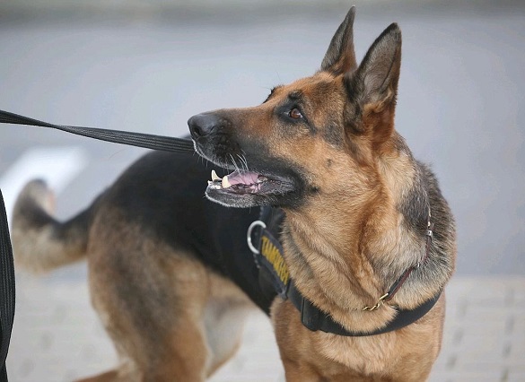 Щоденні тренування та виконання важливих завдань: як готують черкаських службових собак