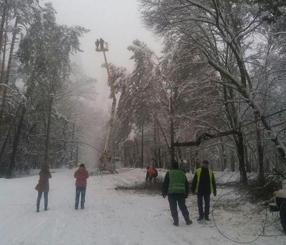 Стихія перемогла: у мережу виклали відео деревопаду на Черкащині (ВІДЕО)