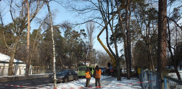 Біля Черкаської обласної лікарні виконують аварійну обрізку дерев (ВІДЕО)
