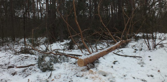 Січнева негода спричинила стихійний лісоповал у Черкаському районі (ВІДЕО)