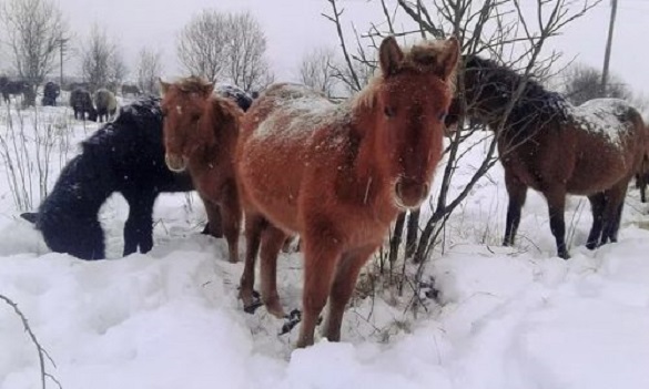 Зоозахисників обурила поведінка жителя Черкащини зі своїми кіньми