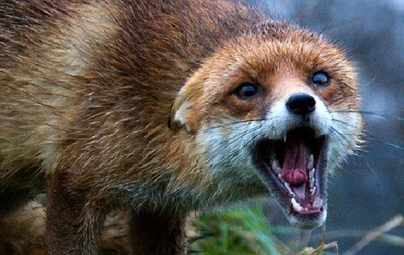 На Черкащині виявили хвору на сказ лисицю