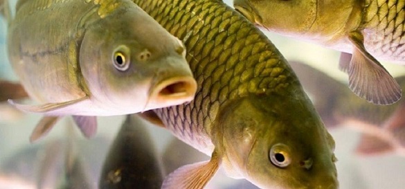 У водоймах Черкащини дефіцит риби