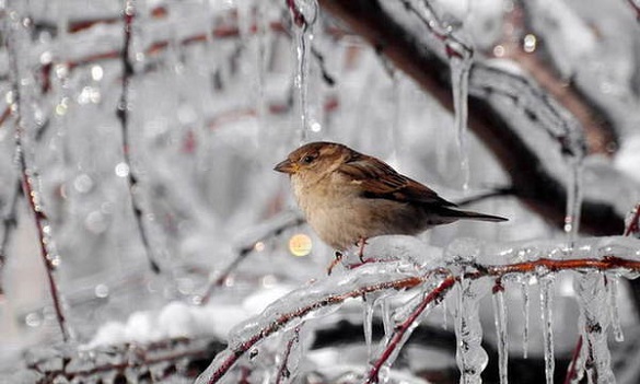 Зима затягується: на Черкащині прогнозують хуртовини та морози