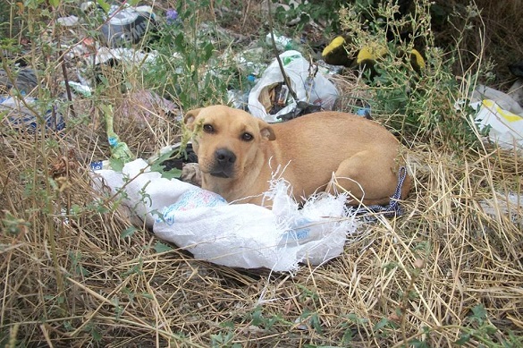 Коли за вікном -20: жителі Черкащини викинули собаку у мішку  (ФОТО)