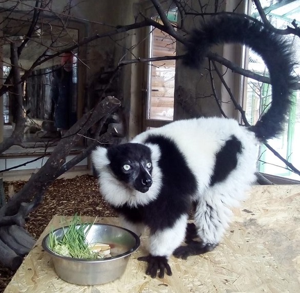 У черкаському зоопарку з'явився новий грайливий мешканець