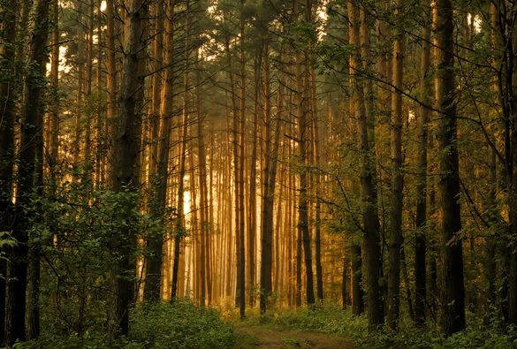 Черкаські лісівники цьогоріч відтворять понад одну тисячу гектарів лісу