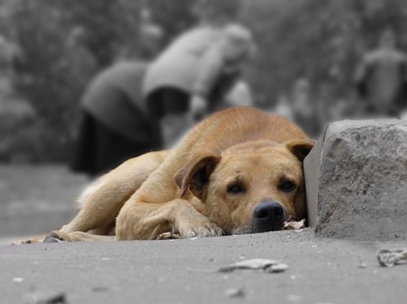 Черкащани просять мерію вирішити проблему з безпритульними собаками