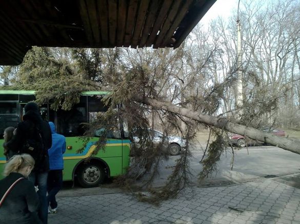 У Черкасах на маршрутку з пасажирами впало дерево (ФОТО)