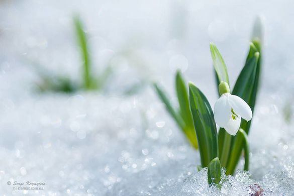 На Черкащині зацвіли перші весняні квіти (ВІДЕО, ФОТО)