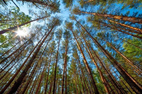 У черкаських лісах виріжуть майже сотню дерев (ВІДЕО)