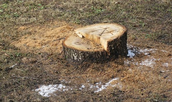 На Черкащині судитимуть чоловіка, який вирубав дерева на чималу суму