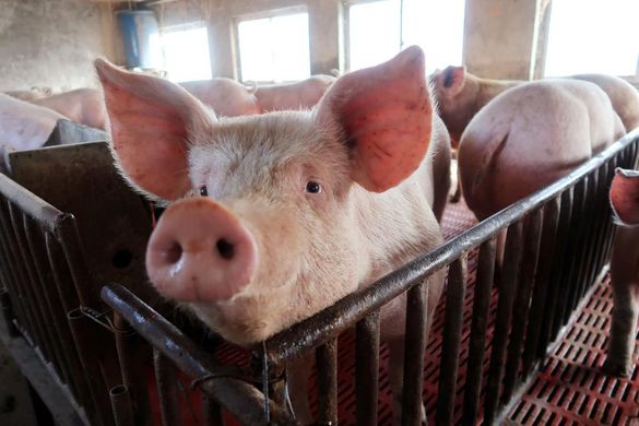 На Черкащині зафіксували спалах африканської чуми свиней