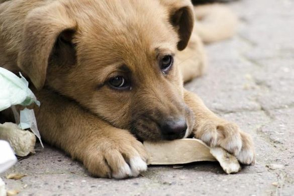 Без совісті: на Черкащині масово труять безпритульних собак
