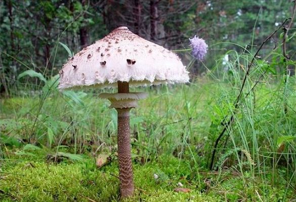 Небезпечний обід:  черкащани отруїлися дикорослими грибами