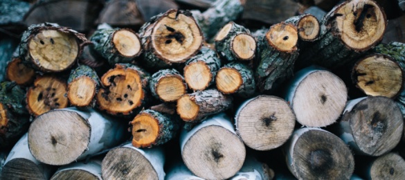 На Черкащині невідомі вирубали майже сотню дерев різних видів