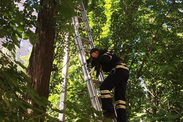 Черкаські рятувальники знімали з дерев кошенят (ФОТО)