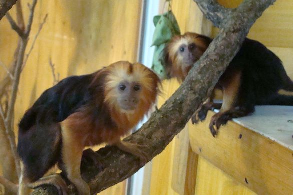 У черкаському зоопарку з`явилися рідкісні мешканці (ФОТО)