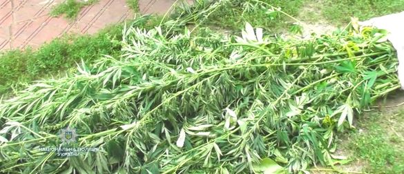 Поліцейські виявили майже дві тисячі рослин коноплі на Черкащині (ФОТО)