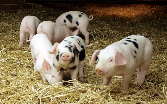 Жителі одного з сіл Черкащини потерпають від діяльності свиноферми (ВІДЕО)