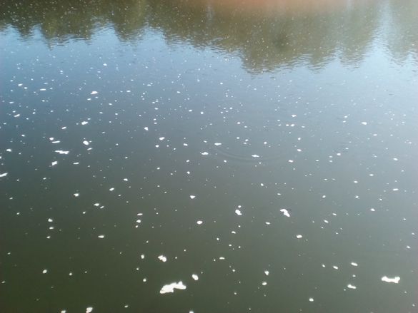 У річці Рось без кисню гине риба (ФОТО)