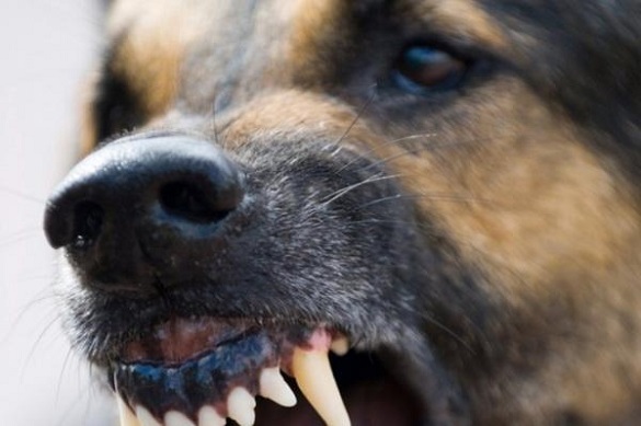 Отримали чимало рваних ран: у Черкасах двох жінок покусали собаки
