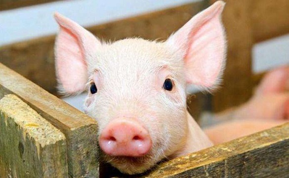На Черкащині зафіксували два спалахи африканської чуми свиней