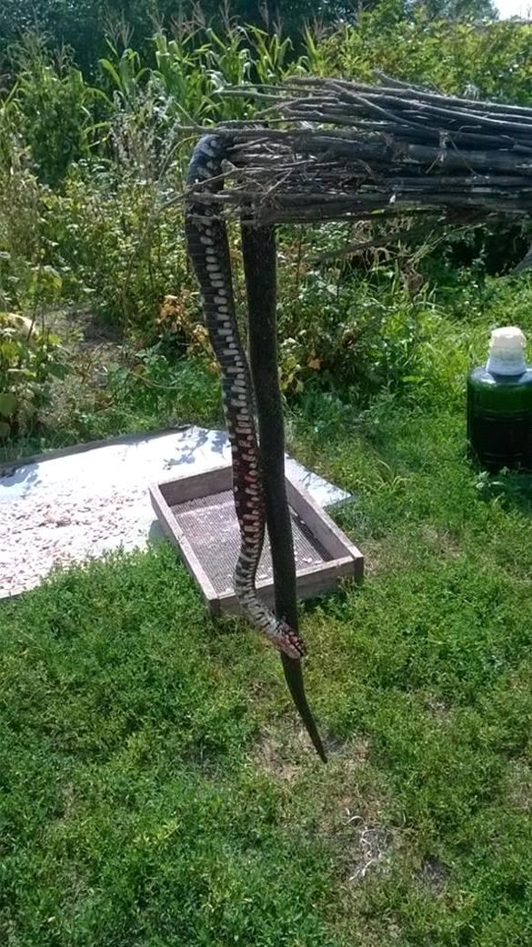 Півтораметрова змія налякала людей на Тальнівщині